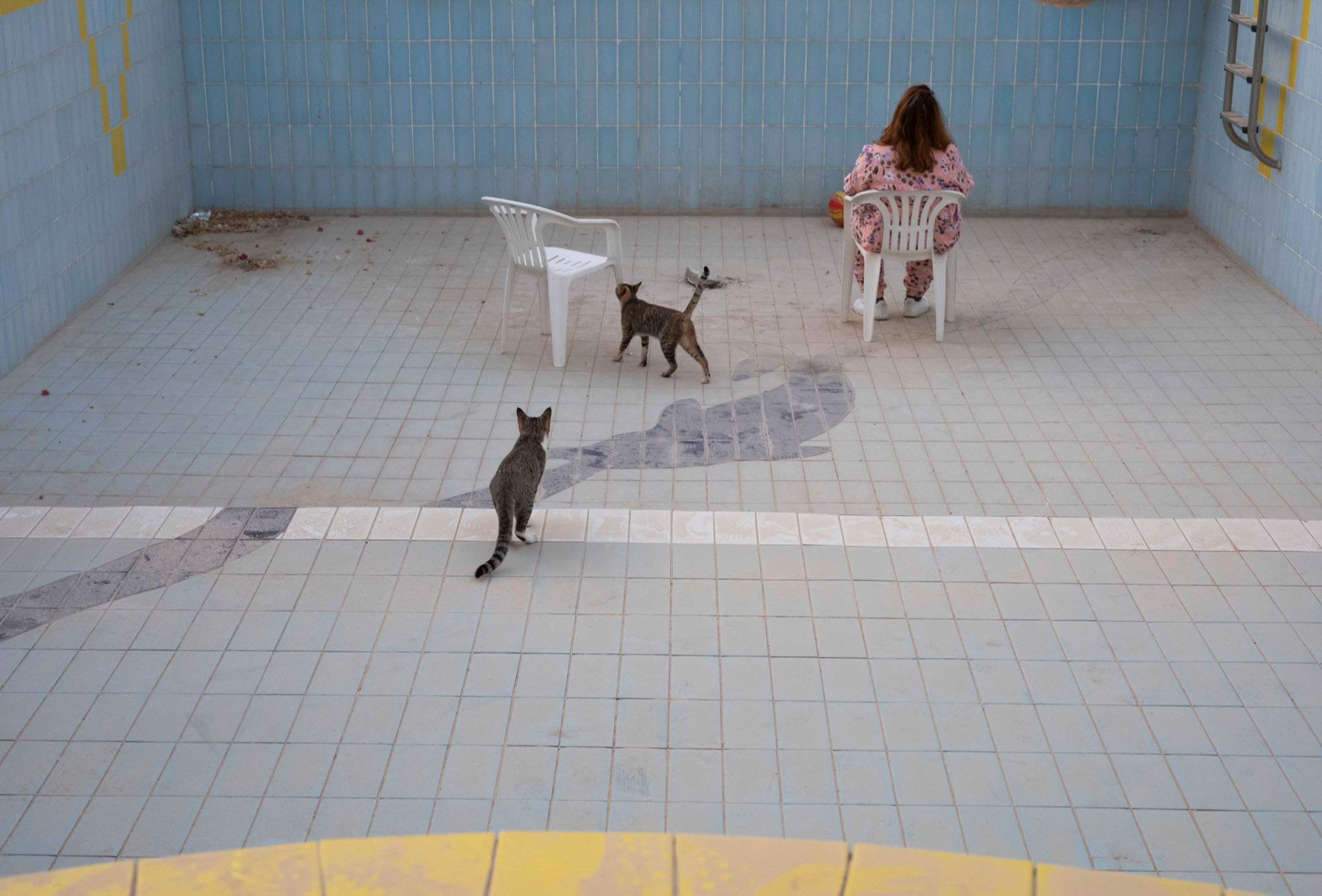 Farah Al Qasimi, Cats in Swimming Pool, 2022; courtesy the artist; © Farah Al Qasimi
